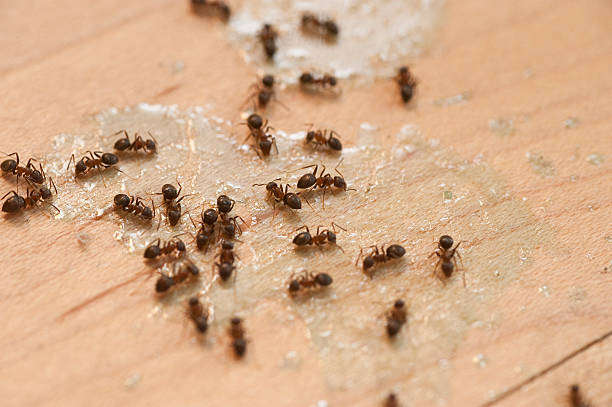 Best Emergency Pest Control  in Albany, OR