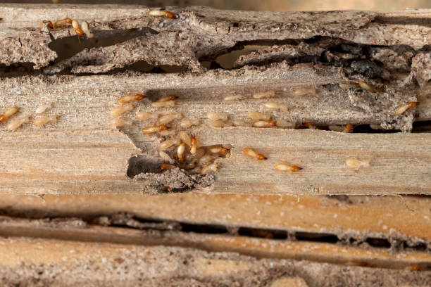 Best Pest Prevention Services  in Albany, OR